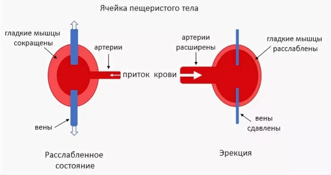 После самотыка жопа девушки получает реальный член